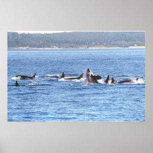 Orca Superpod Gerahmt Print Poster