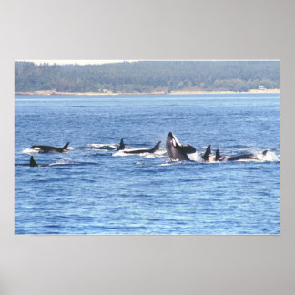 Orca Superpod Gerahmt Print Poster