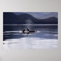 Orca | Tödliche Wale brechen