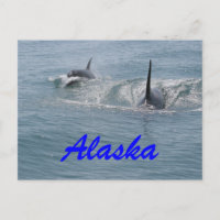 Orca und Kalb, Alaska