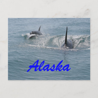 Orca und Kalb, Alaska Postkarte