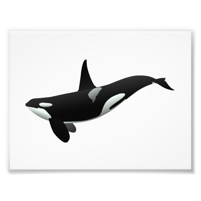 Orca Wal Illustration - Hintergrundfarbe auswählen Fotodruck (Vorne)