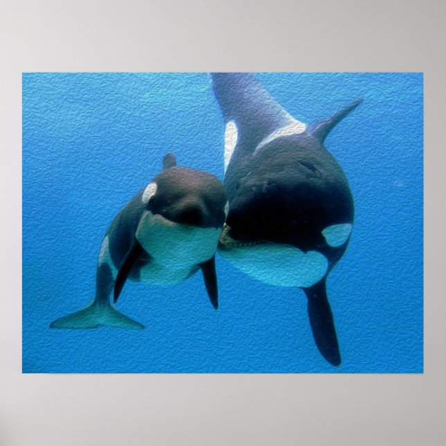 Orca Whale mit Kalb Poster (Vorne)