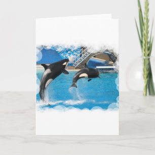 Orca Whales Grußkarte Karte