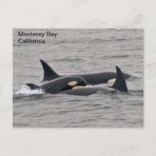 Orcas auf der Monterey Bay Postkarte