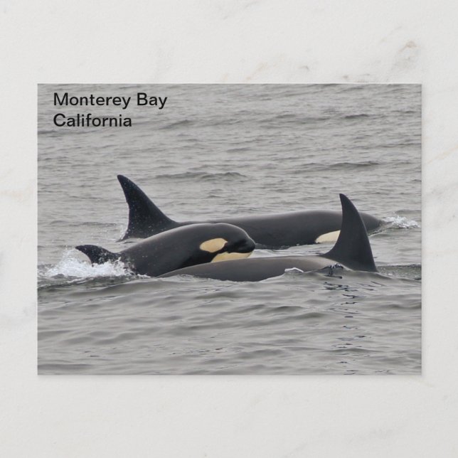Orcas auf der Monterey Bay Postkarte (Vorderseite)