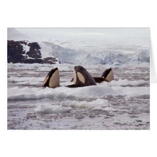Orcas Spyhopping Card