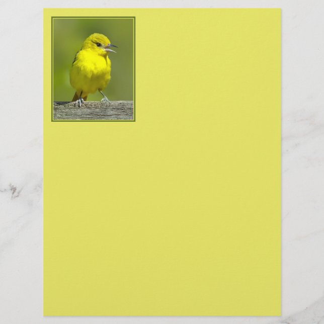 Orchard Oriole - Original Foto (Vorderseite)