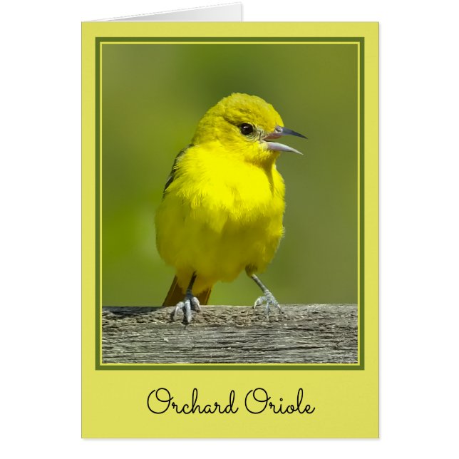 Orchard Oriole - Original Foto (Vorne)