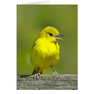 Orchard Oriole - Original Foto