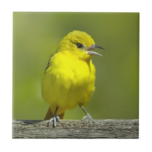 Orchard Oriole - Original Foto Fliese (Vorderseite)