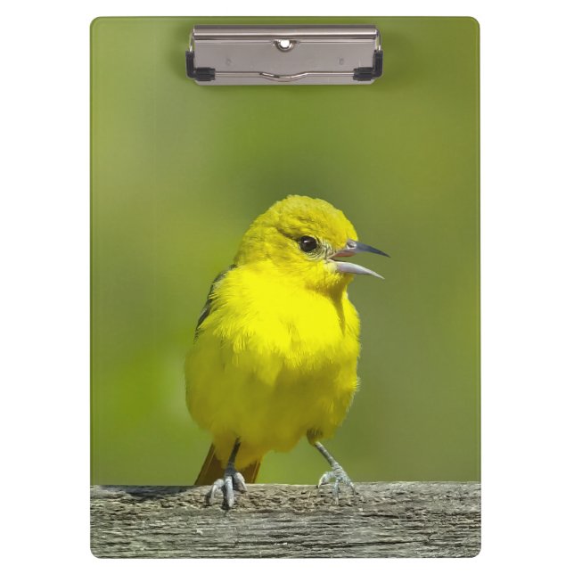 Orchard Oriole - Original Foto Klemmbrett (Vorderseite)
