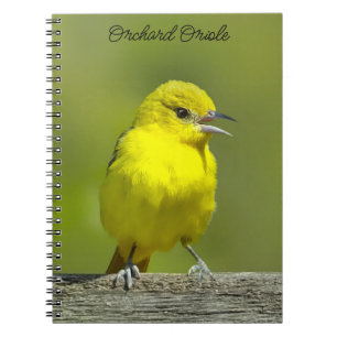 Orchard Oriole - Original Foto Notizblock