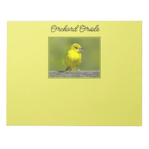 Orchard Oriole - Original Foto Notizblock