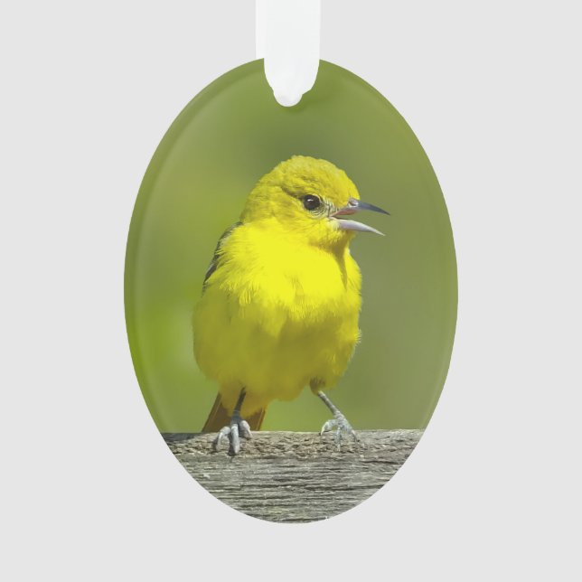 Orchard Oriole - Original Foto Ornament (Vorderseite)