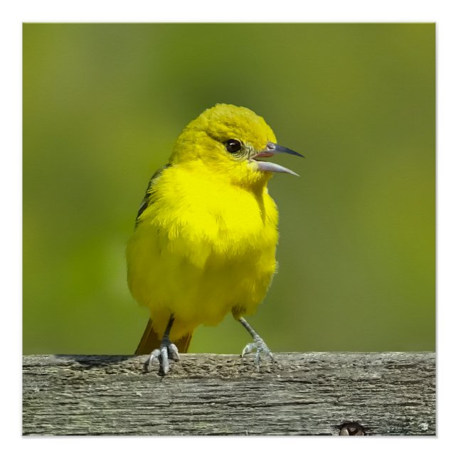 Orchard Oriole - Original Foto Poster (Vorderseite)