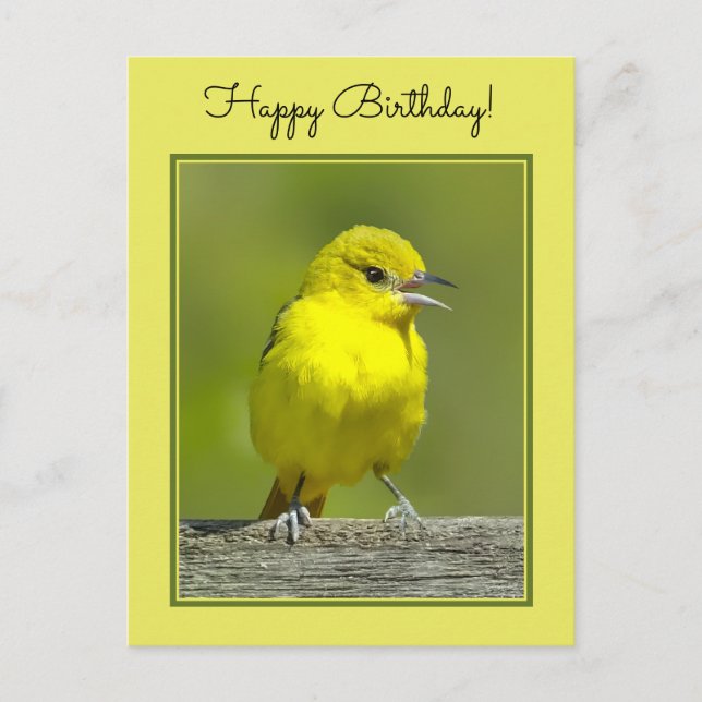 Orchard Oriole - Original Foto Postkarte (Vorderseite)