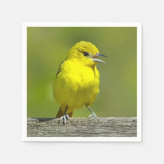 Orchard Oriole - Original Foto Serviette (Vorderseite)