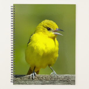 Orchard Oriole - Photo originale