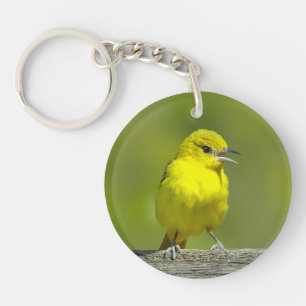 Orchard Oriole - Photo originale