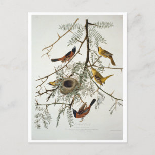Orchard Oriole Postkarte