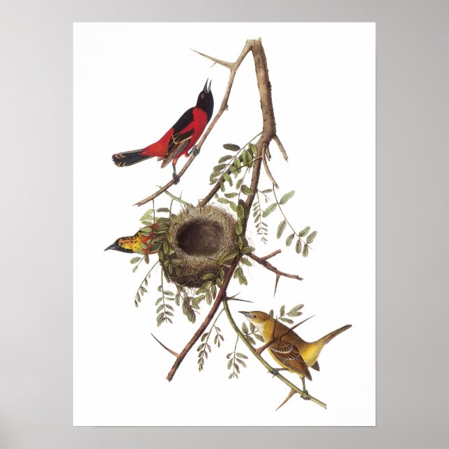 Orchard Oriole von Audubon Poster (Vorne)