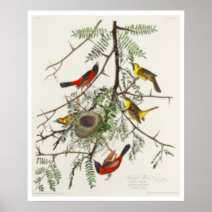 Orchard Oriole von Audubon Poster