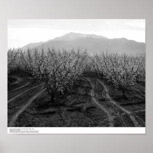 Orchards at Banning Heights, San Jacinto, 1966 Poster