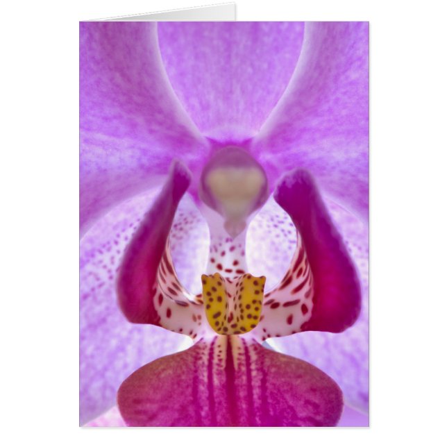 Orchid (Vorne)
