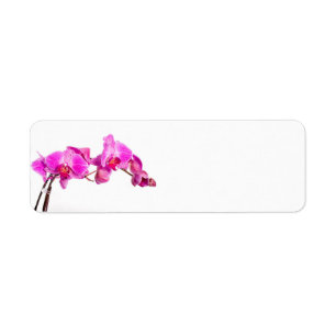 Orchid