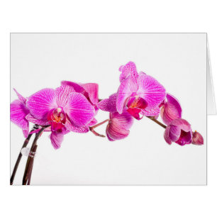 Orchid