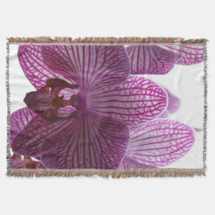 Orchid20160301 Decke