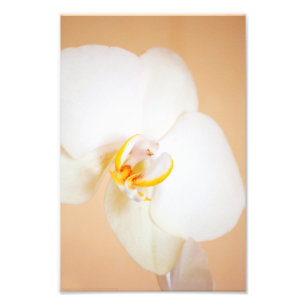 Orchid 8930 fotodruck