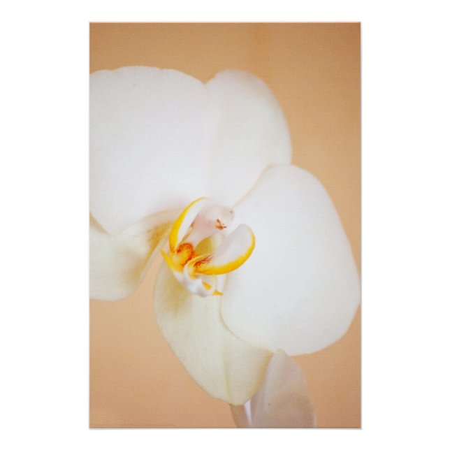 Orchid 8930 poster (Vorderseite)