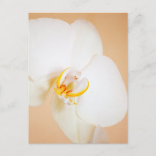Orchid 8930 postkarte