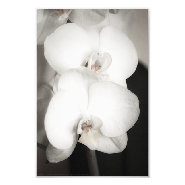 Orchid 8931 fotodruck (Vorne)