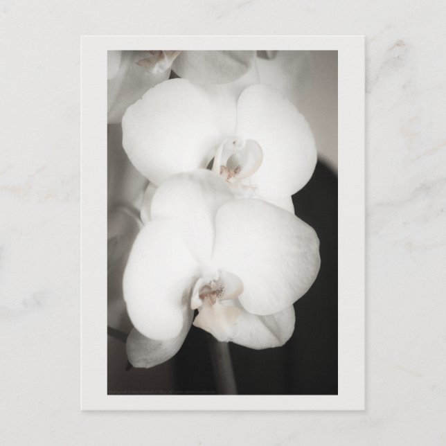 Orchid 8931 postkarte (Vorderseite)