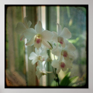 Orchid 8 x 8 Original Nature TTV Foto Poster