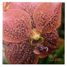 Orchid am Morgen Fliese