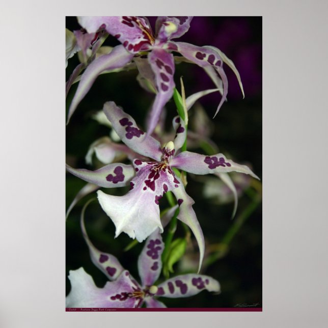 Orchid Beallara Poster -24x36 - andere Größen auch (Vorne)
