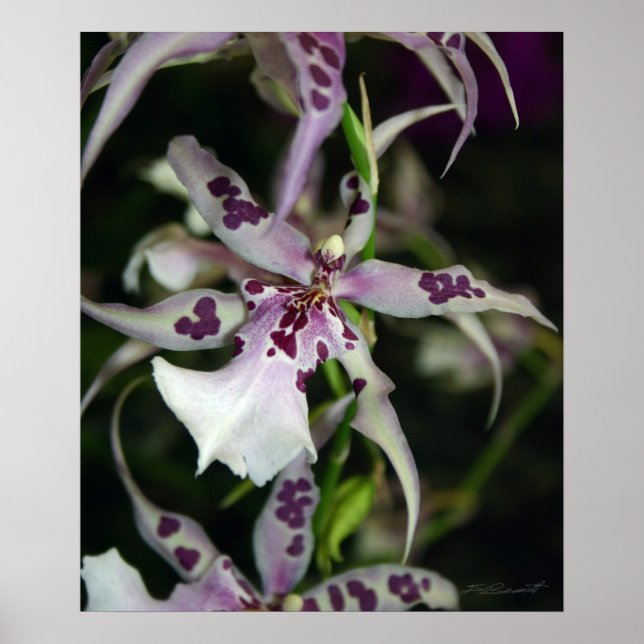 Orchid Beallara Print -20x24-andere Größen verfügb Poster (Vorne)