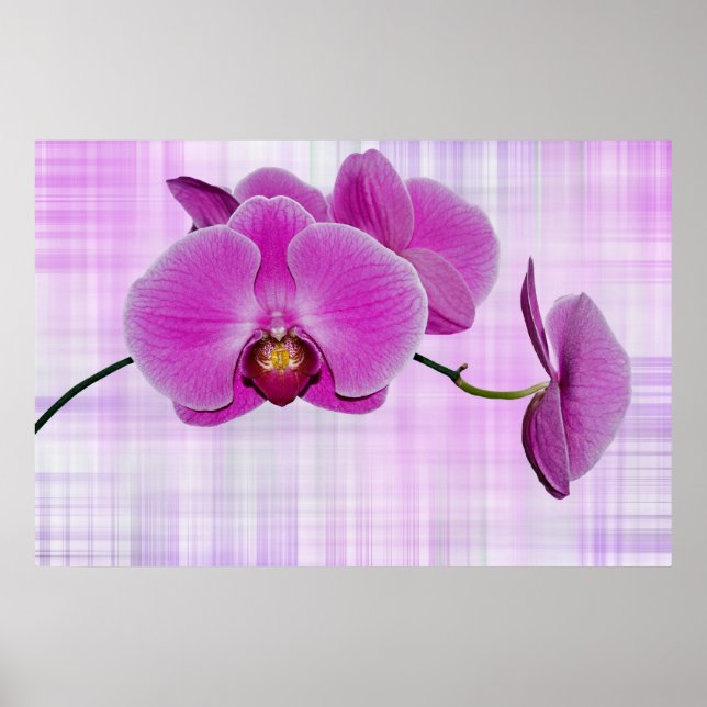 Orchid Blooms Poster (Vorne)