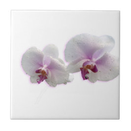Orchid-Blume-Keramik Fliese