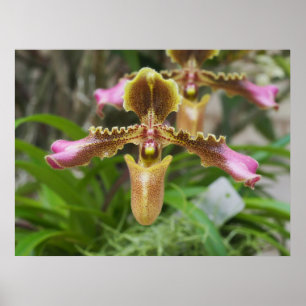 Orchid-Blume Poster