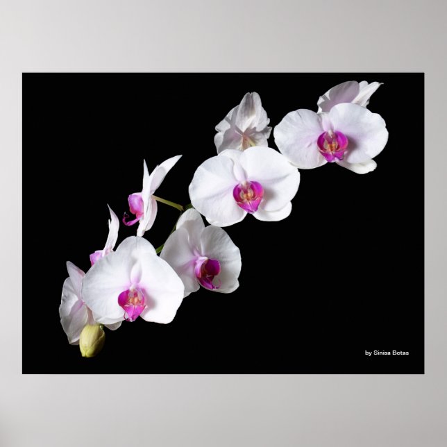 Orchid-Blume von Sinisa Botas Poster (Vorne)