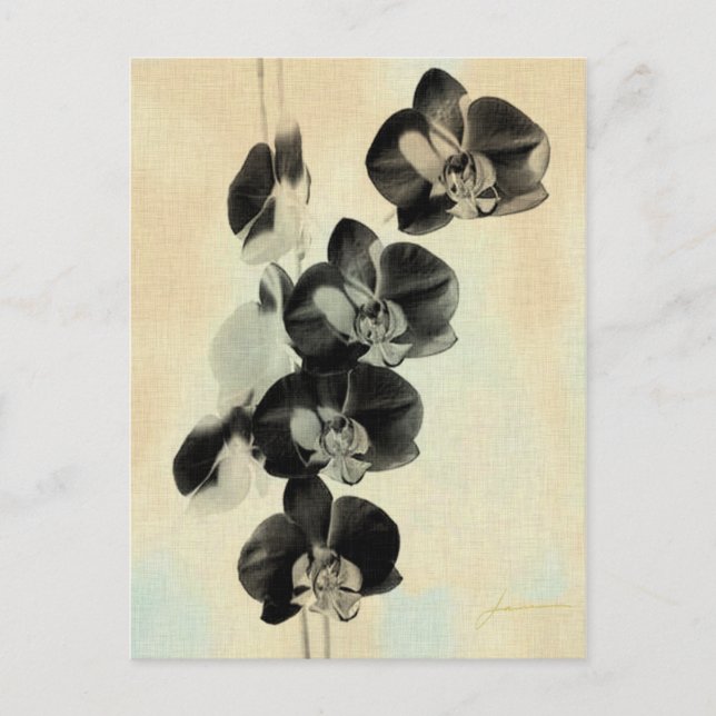 Orchid Blush Panels III Postkarte (Vorderseite)