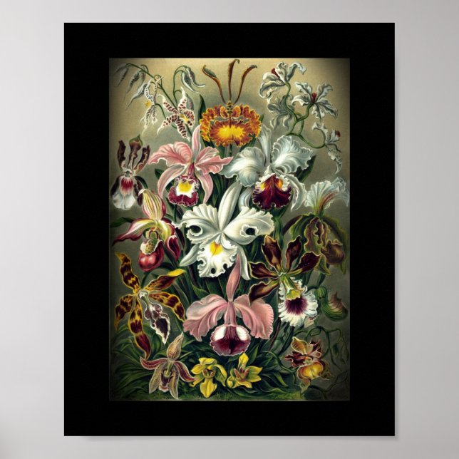 Orchid Botanic Print Poster (Vorne)