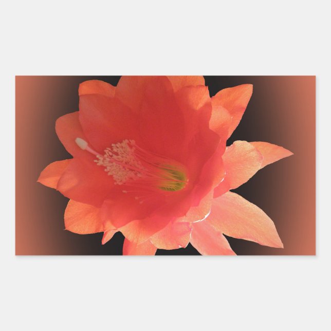 Orchid Cactus - Epiphyllum Ackermannii - Blossom Rechteckiger Aufkleber (Vorderseite)