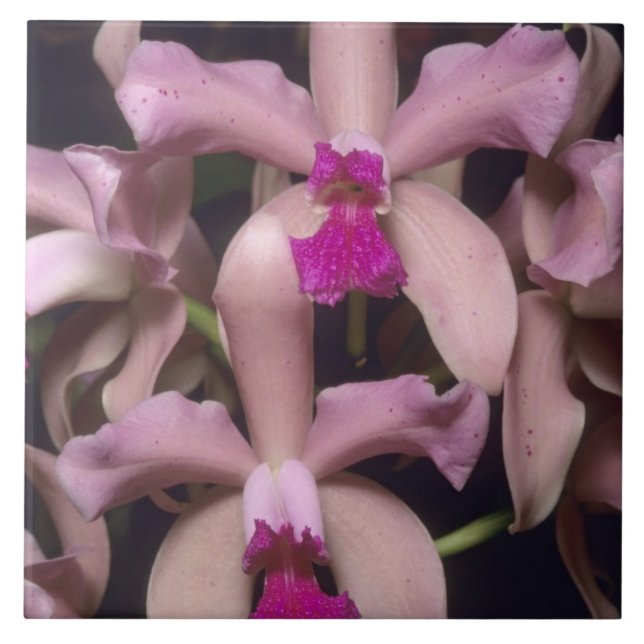 Orchid (Cattleya amethystoglossa), Ost Fliese (Vorderseite)