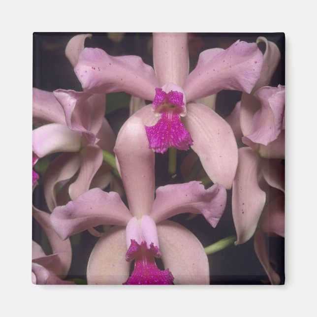 Orchid (Cattleya amethystoglossa), östlich Magnet (Vorne)
